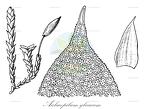 Aulacopilum glaucum