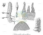 Solmsiella solmsiellacea