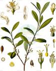 Erythroxylum coca