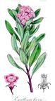 Escallonia laevis