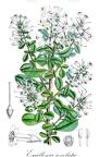 Escallonia revoluta