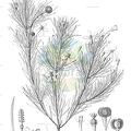 Ricinus communis