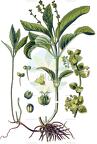 Mercurialis perennis