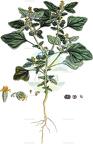 Chrozophora tinctoria