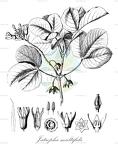 Jatropha multifida