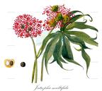 Jatropha multifida
