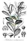 Anthostema madagascariense
