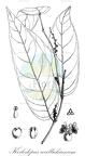 Koilodepas wallichianum