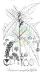 Lasiococca symphyllifolia