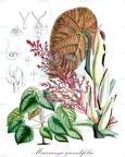 Macaranga grandifolia