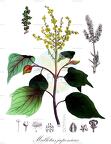 Mallotus japonicus