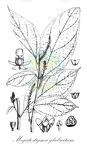 Megistostigma glabratum