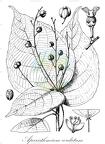 Aparisthmium cordatum