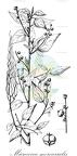 Micrococca mercurialis