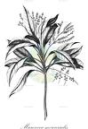 Micrococca mercurialis