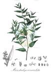 Microstachys corniculata