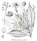 Mildbraedia paniculata