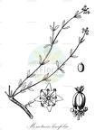 Monotaxis linifolia