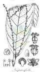 Necepsia afzelii
