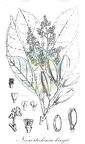 Neoscortechinia kingii