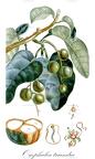 Omphalea triandra