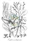 Orfilea multispicata