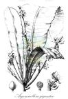 Argomuellera gigantea