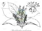 Pimelodendron amboinicum