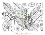 Plagiostyles africana