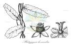 Platygyna hexandra