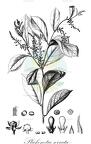 Plukenetia serrata