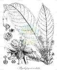 Ptychopyxis costata