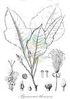 Pycnocoma thonneri