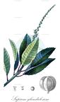 Sapium glandulosum