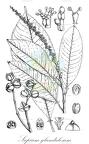 Sapium glandulosum
