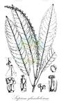 Sapium glandulosum