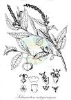 Sclerocroton integerrimus
