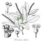 Shirakiopsis elliptica