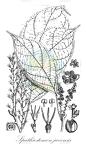 Spathiostemon javensis