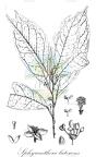 Sphyranthera lutescens