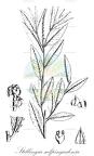Stillingia salpingadenia