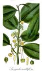 Suregada multiflora