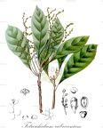 Tetrorchidium rubrivenium