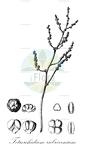 Tetrorchidium rubrivenium