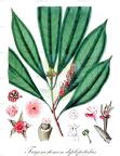 Trigonostemon diplopetalus