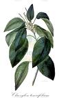 Claoxylon tenerifolium