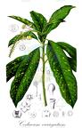 Codiaeum variegatum