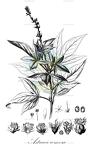 Astraea comosa