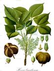 Hevea brasiliensis