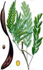 Gleditsia triacanthos